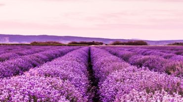 “Lavender Girl" αισθητική