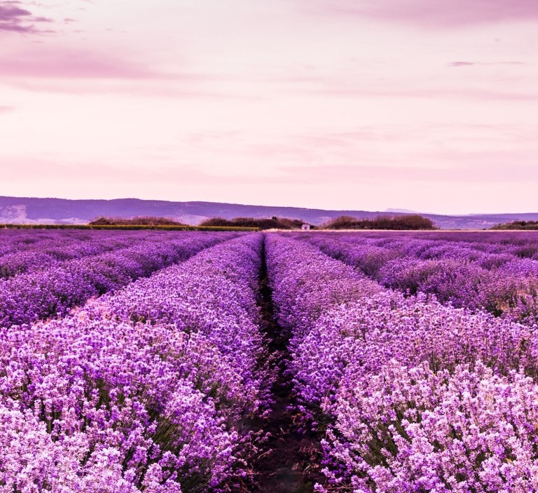 “Lavender Girl" αισθητική